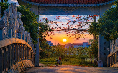 Mê mẩn sắc hoa gạo đỏ rực giữa làng quê Hưng Yên